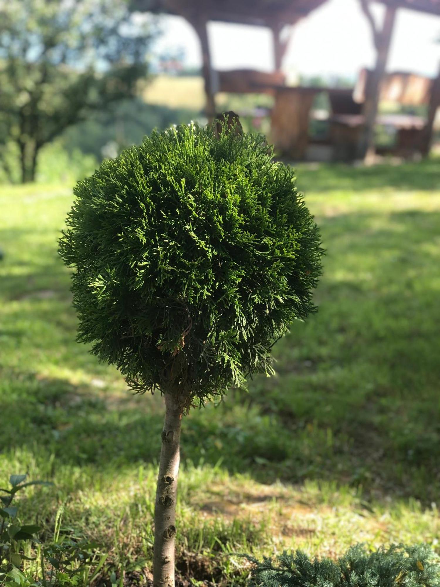 Cabana Dintre Fagi Poiana Mărului Exterior foto