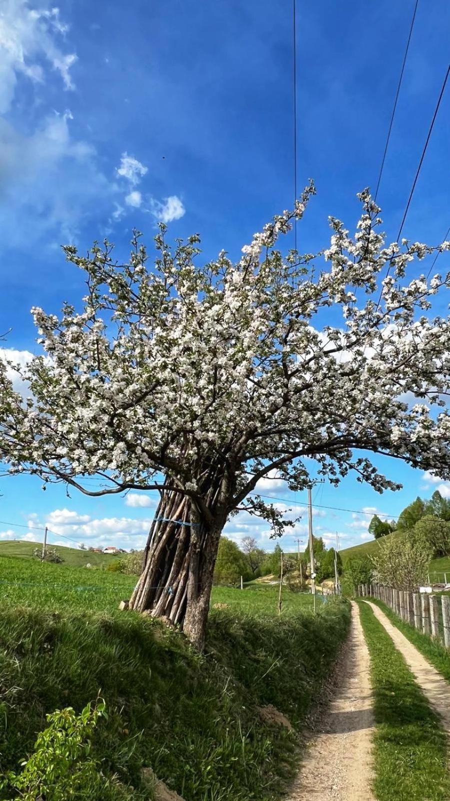 Cabana Dintre Fagi Poiana Mărului Exterior foto